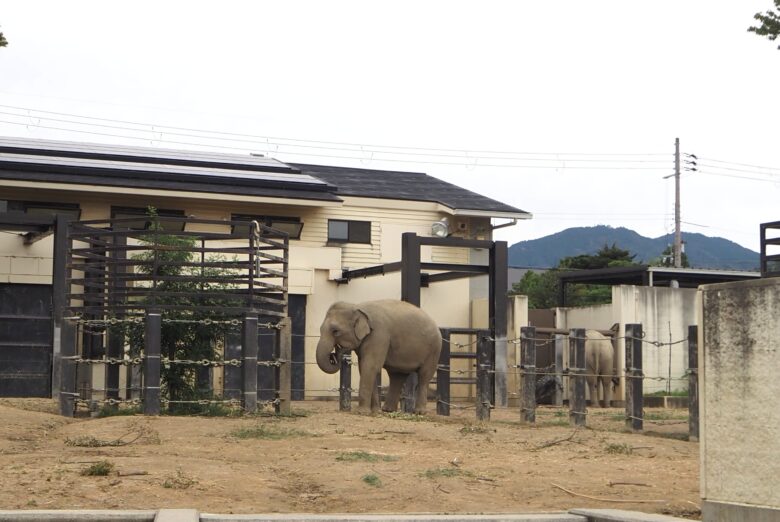 【キャラクターデザインコース】動物園フィールドワーク🐘🦒